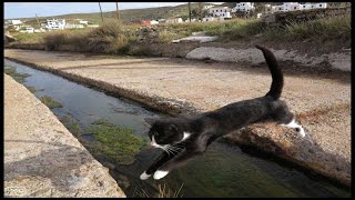 preview picture of video 'Jumping Cat with white paws @ Loutra, Kythnos'