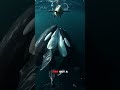 Orca vs Sperm Whale: The Ultimate Ocean Showdown #animalshowdown #wildlifebattle #spermwhale #orca