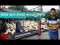 ছাদে হাঁস পালনে নতুন সম্ভাবনা || Duck Farming at Rooftop