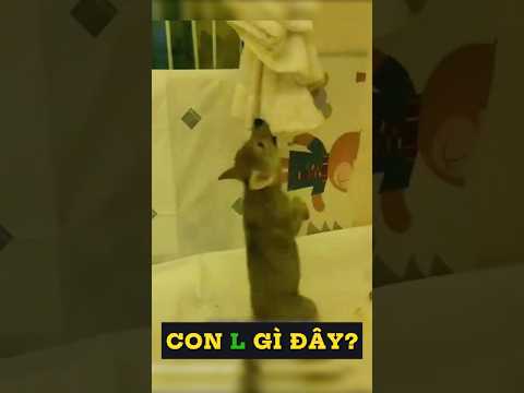Nhặt được chú cún trong hàng về nuôi dưỡng, khi lớn lên ai cũng bất ngờ!