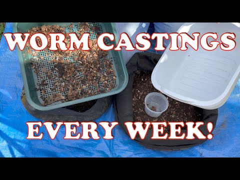 Create A Constant Supply of Worm Castings!! | Vermicompost Worm Farm