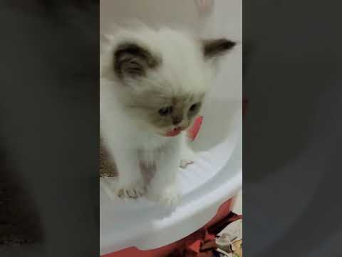 Persian x Permese Breed: Litter Training is Cats Natural Behavior