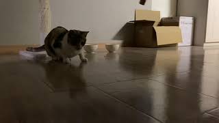 【猫動画】可愛いティガレックス