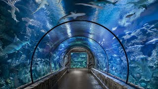 Download lagu Mengenal kehidupan bawah laut | Seaworld Jakarta mp3 Download lagu Mengenal kehidupan bawah laut | Seaworld Jakarta mp3