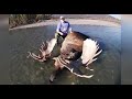 2024 Alaskan Moose Fly-In Float Trip / Gigantic Bull -11 Brow Tines with Kent Kaiser