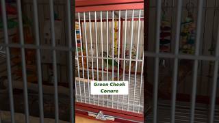I’m so excited to train a Green Cheek Conure parrot #bird