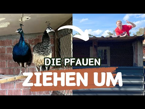 Ich baue die VOLIERE für die PFAUEN!