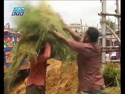 পশু খাদ্যের ব্যবসা জমজমাট