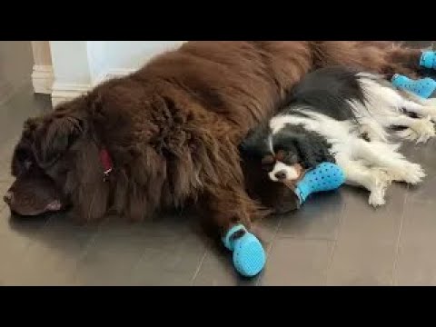 Cute Cavalier naps on Newfie’s huge paw