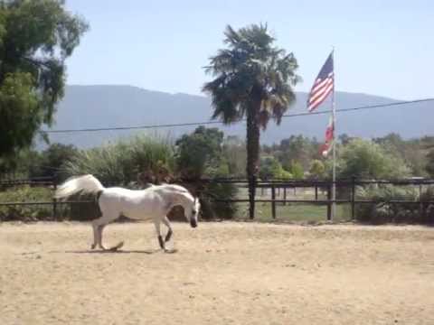 Justice @ Om el Arab