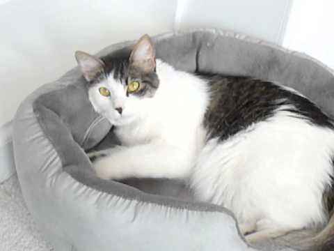 Meet Kalinda a Domestic Medium Hair currently available for adoption at Petango.com! 9/23/2015 2:46: