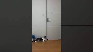 オヤツが欲しくてドアの前で下僕を見張るネコ