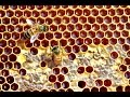 "Queen of Bees" - Witchcraft cover