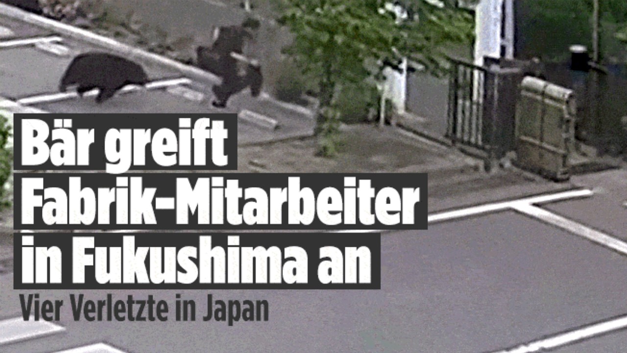 BÄREN-ALARM IN JAPAN: Schwarzer Bär verletzt vier Menschen in Fukushima