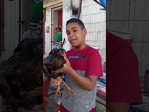 O preço do frango na feira dás galinhas caipira Limoeiro-PE 05/09/2026