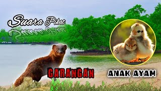 Download lagu Suara Pikat Garangan & Anak Ayam mp3