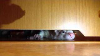 開けろー