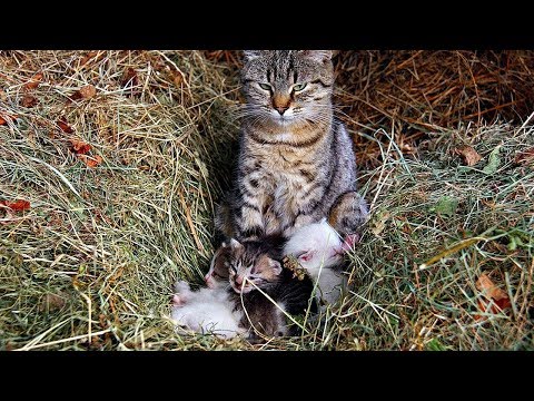 How to Treat Fleas in Young Kittens and Nursing Mothers - Avoiding Common Mistakes