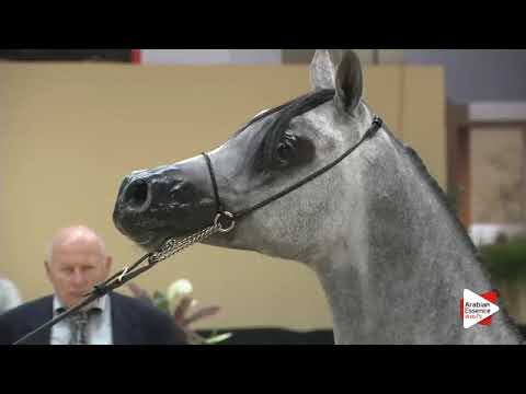 N 122 PARIS   Verona 2015   Yearling Colts Class 2A