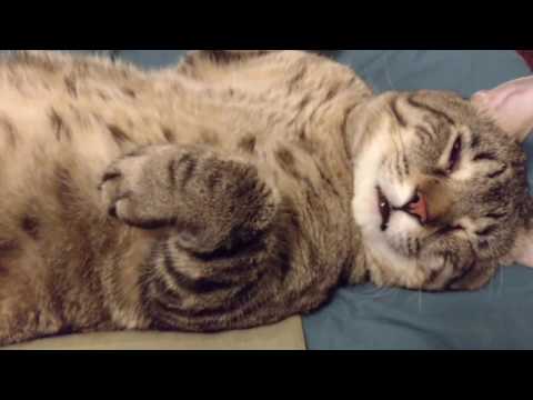 Munchkin Sounds like a Ghast