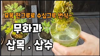 무화과 묘목 한그루로 20그루 만들기 무화과삽수~#무화과삽목 #무화과삽수 #무화과키우기 #바나네키우는법 #승…