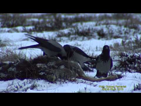KRÅKA  Hooded Crow  (Corvus cornix)  Klipp - 1068