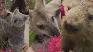 See How Koalas, Kangaroos, Wombats and More Celebrate Valentine&#39;s Day at Zoo