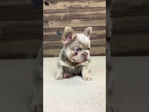 Video 1