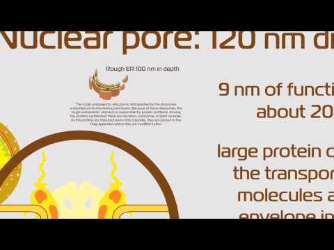student project - organelles scale