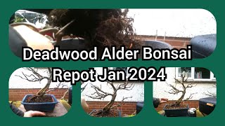 Deadwood Alder Bonsai Repot Jan 2024
