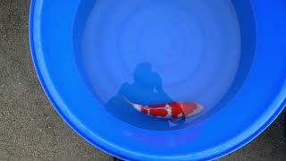 video van Yondan  Kohaku 2301015