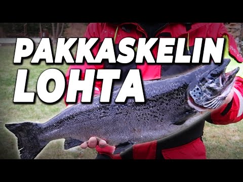 HUIKEA KAUDEN LOPETUS! | KOMEA JÄRVILOHI! | PAKKANEN PUREE