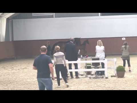 HP Viscount (Vivaldon x Sir Donnerhall x Feiner Stern)