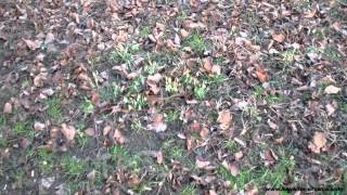 preview picture of video 'Cavalier King Charles Spaniel breeder Kavaliri hrastove šume - morning walk'