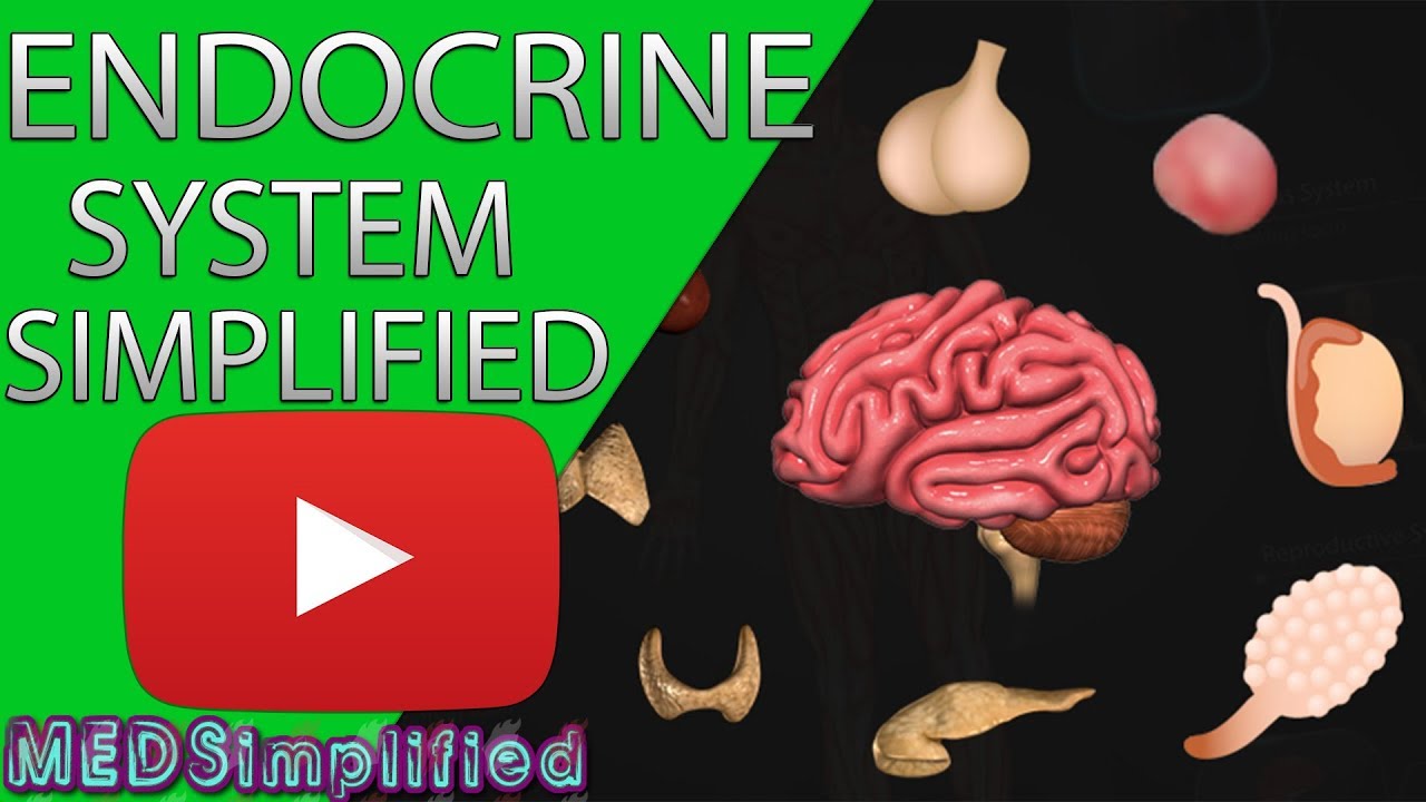 Human Endocrine System Made simple- Endocrinology Overview