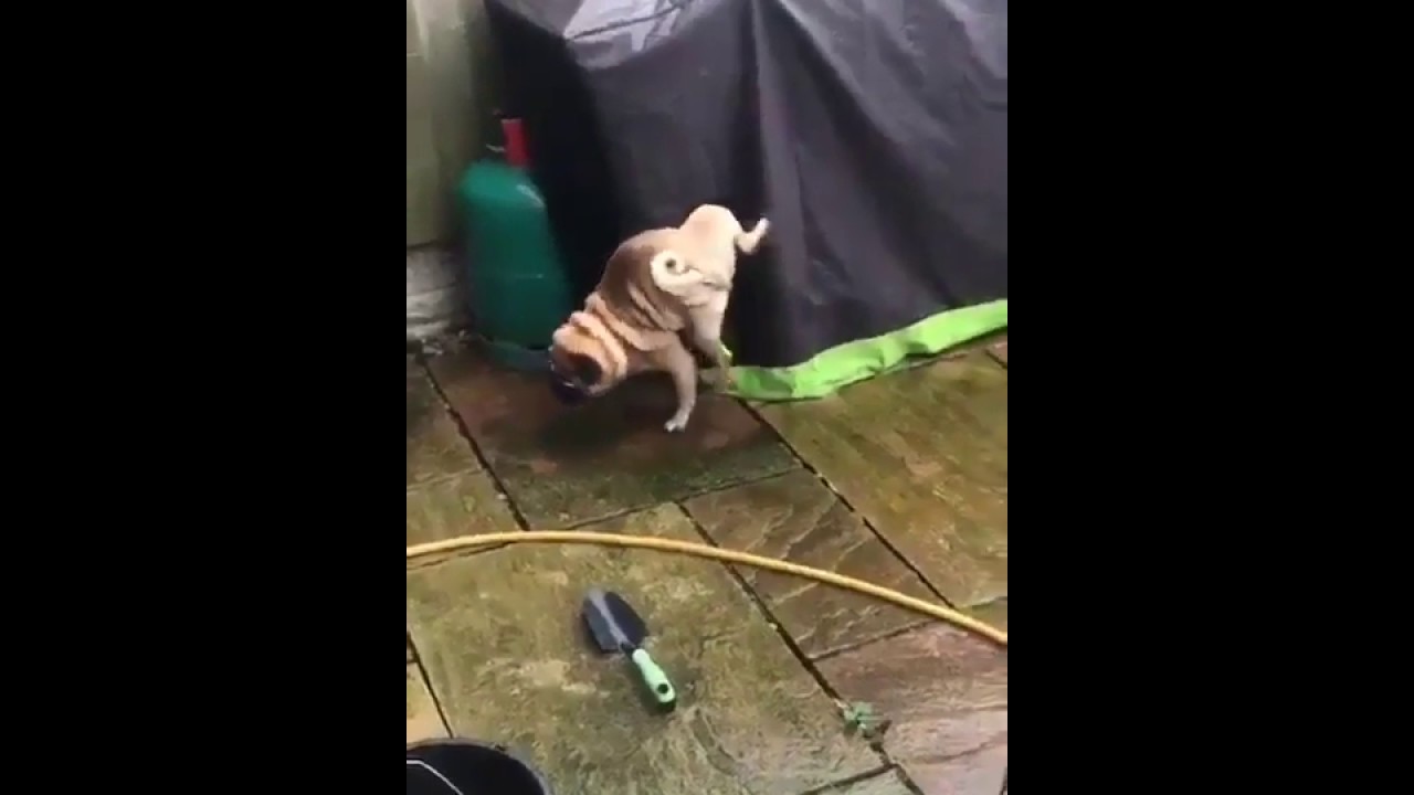 Собака, которая не ищет легких путей