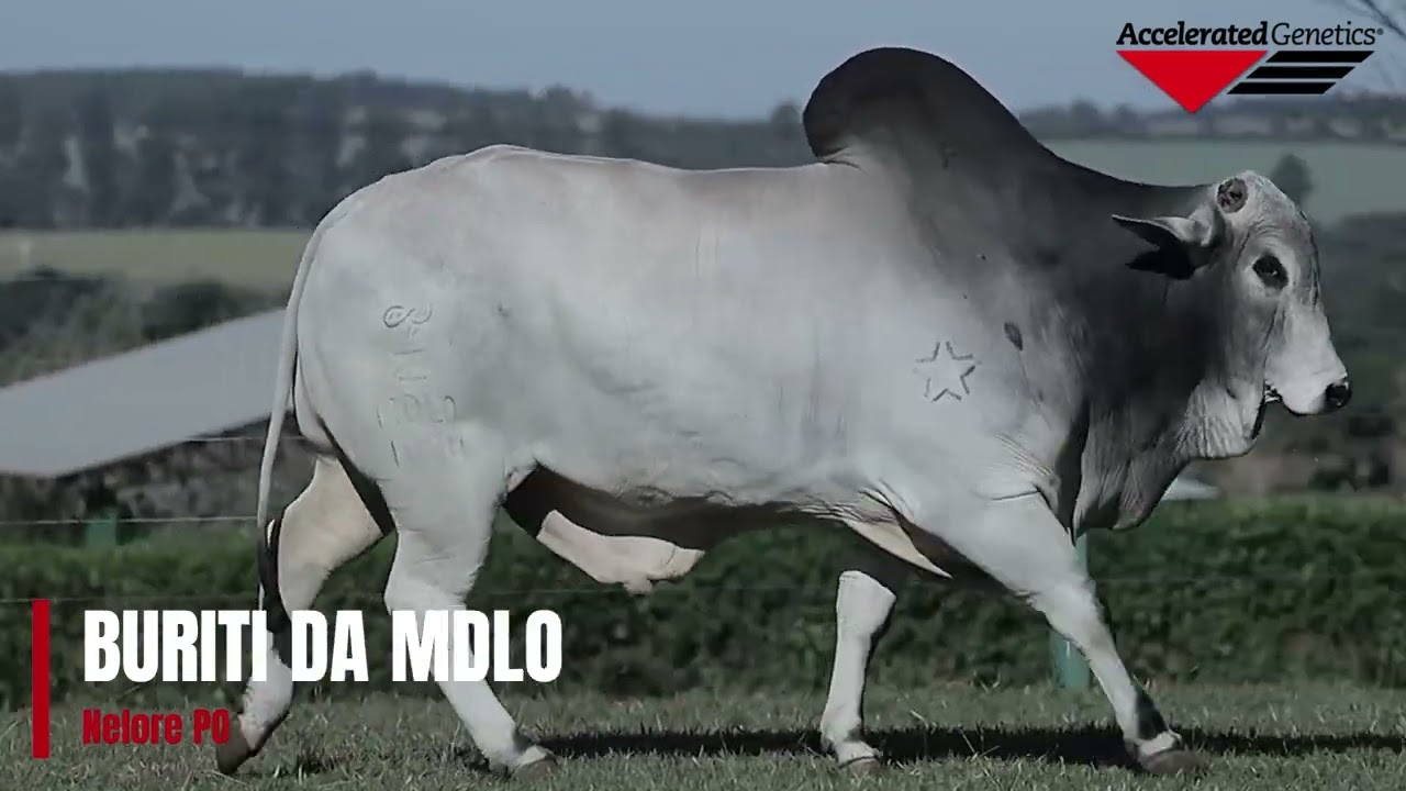 Vídeo BURITI DA MDLO