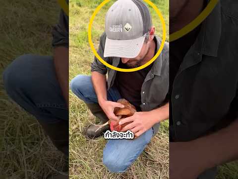 เค้าทำให้ไก่นิ่งได้อย่างไร