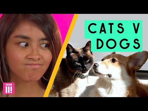 Cat People Vs Dog People: Who Wins?