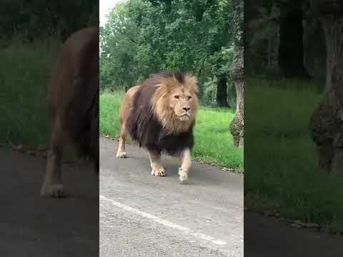 Voici un lion qui passe devant  les voitures tranquille