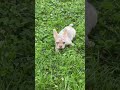 French Bulldog dogs for sale: Maxx - Video 1