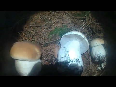 Збираємо Білі Осінні Гриби Вночі. Collect White Autumn Mushrooms at Night