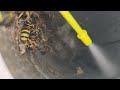 Exhaust Vent Harboring Yellow Jackets in Jackson, NJ