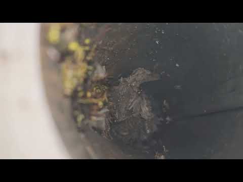 Exhaust Vent Harboring Yellow Jackets in Jackson, NJ