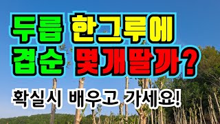 참두릅 옆순(겹순) 상품성있는건 몇개나 딸까요?달린대로 다 딸수 있을까요?두릅순 비밀에 대해 알려드려요^^