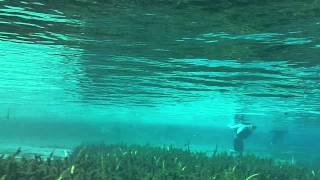 preview picture of video 'Alexander Springs Florida 2011 Swimming Around'