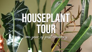 Houseplant Tour | 150+ Rare and Common Plants