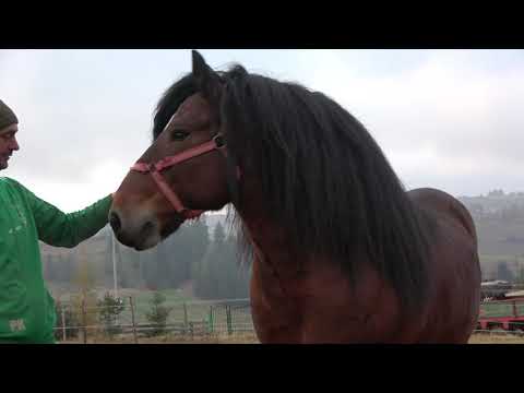 Armasarii lui Sorin de la Marisel, Cluj - 2020 Nou!!!