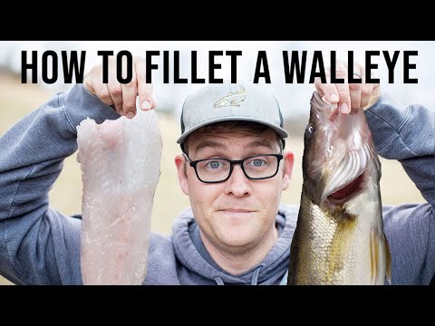 The BEST way to fillet a Walleye (boneless)