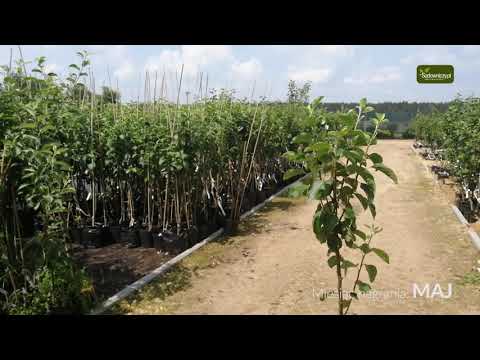 Drzewka owocowe - Jabłoń Topaz Parchoodporny